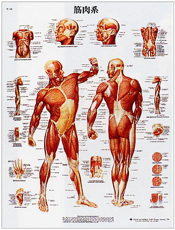 筋肉の種類分
