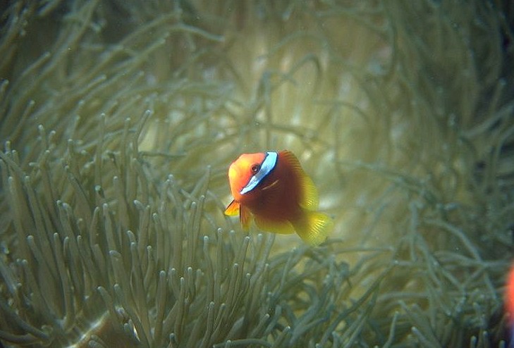 ��ʪ���������������ʪ�ȸ�����