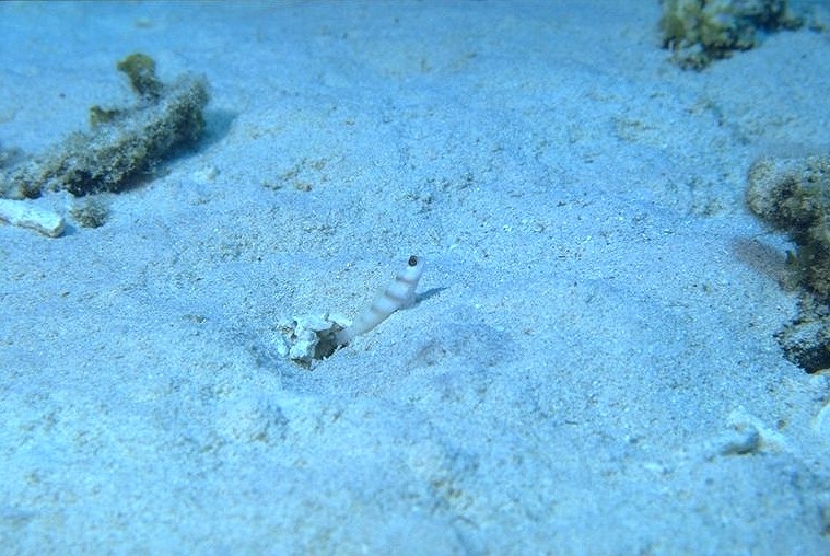 ���֤���ʪ�Ȥ����С�������