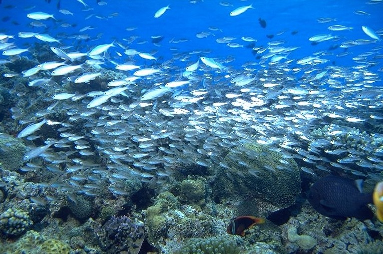 ����ܽ��Τ��ä����ϥͥ��ƥ��֤ʤ���