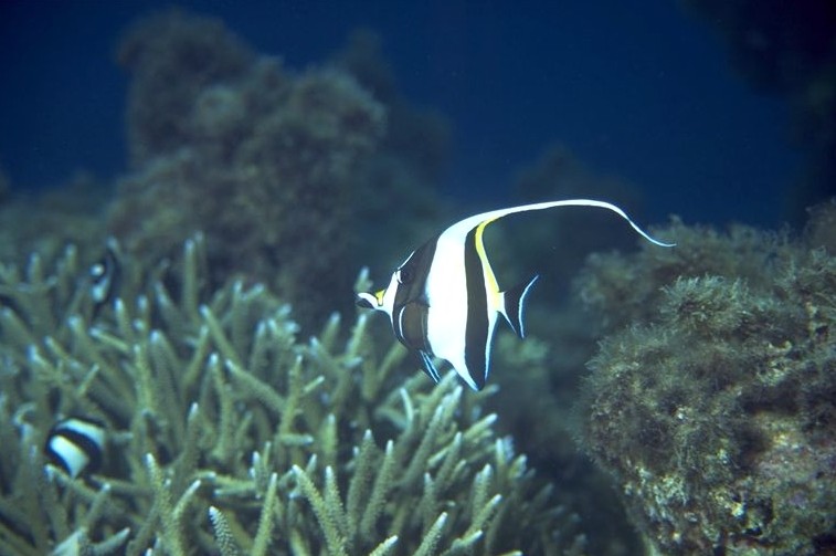 ������Ǥ��ڻ��򤵤����Ƥ����ͻҎ�����