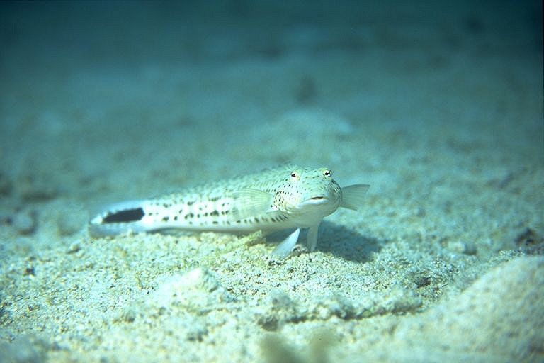 �����ʤ�Ȼפ��Ф��Τϰ�Ʀ�����äƤ������Τ���