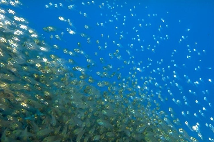 ���륫�������Τˡ���������ʡ�