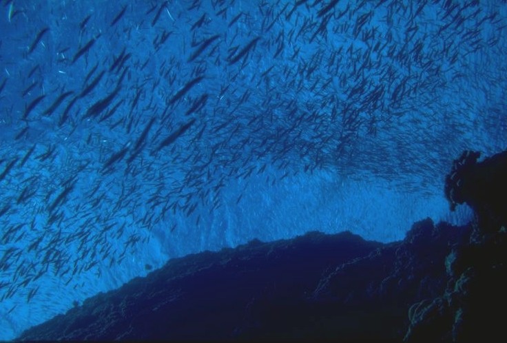 ����Υ����С��ϥɥ饤�����Ĥ���뤫��