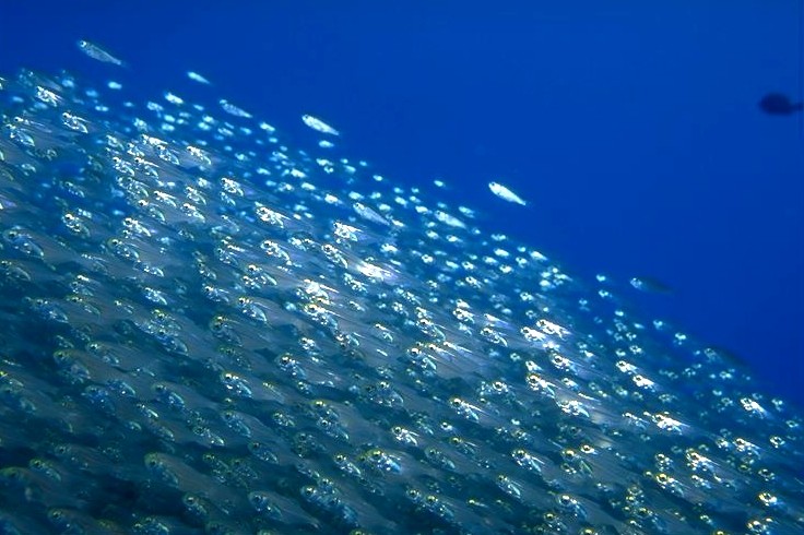 ������ߤϴ��������⥷������