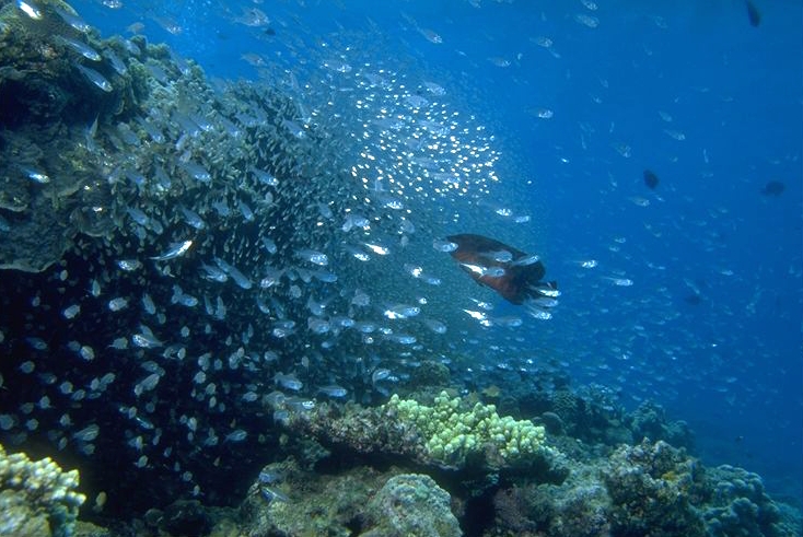 �ߤβ���γ��˸��������ʪ