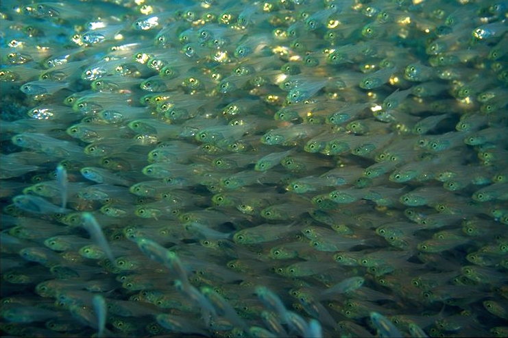 ����ȥ�μҲ�Ū�ϰ̤ʤ�Ƥʤ�������������