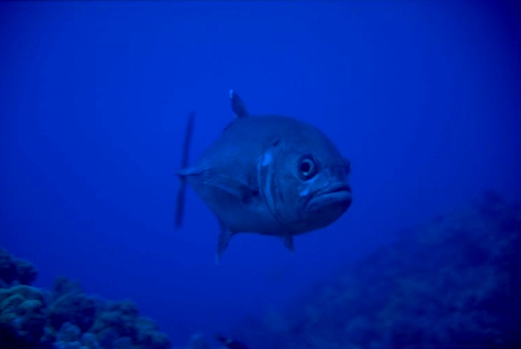 ���ϳ��ߡ������硦���եӡ��������꤬�ֽ�������