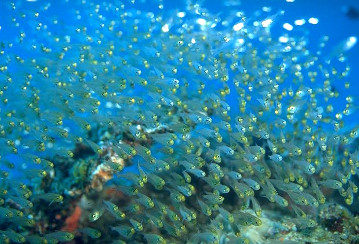 �̳�ƻ�������Ȥ������˲�����Ȥ����褦�Ǥ�