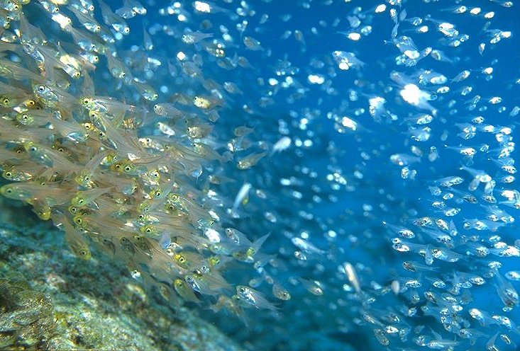 �����Υ����ӥ󥰥ݥ���Ȥ˽Ф�����