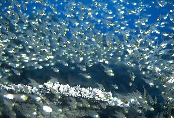 ����γ��ˤϥ��᤬�������󤤤ޤ�