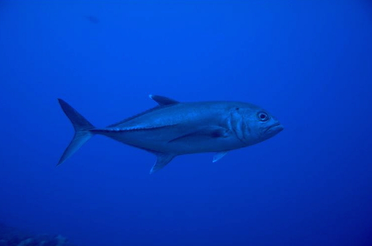 ����ˤ�褯�̳�ƻ����Υ����С���