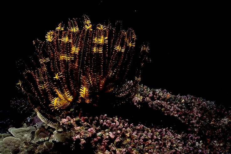 ���̤ˤϥۥ��������ݤ��餬