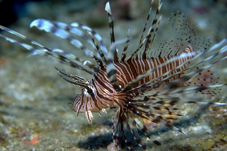 �ޥ���ȥӥ����ȥޥ��饨��